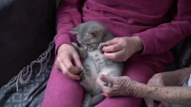 Huzurevinde yaşlı ve yaşlı iki kadının gri kedi yavrusuyla oynamaları. Bunama için evcil hayvan terapisi. Yaşlı annesini huzurevinde ziyaret eden bir kız. Kedi muamelesi. Duygusal destek. 