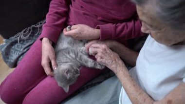 İki yaşlı kadın huzurevinde kedi yavrusuyla oynayıp vakit geçiriyorlar. Terapi bunama ve evcil hayvanlarda yaşlanma bozuklukları. Emeklilik merkezinde yaşlı dişi kedi besliyor. Bakıcı ve evcil hayvanlı yaşlı.. 