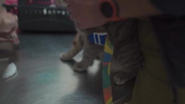 Veteriner tıbbı. Veteriner virüs ve enfeksiyon için kediden kan alıyor. Veteriner, Kitty Paw 'dan analiz için kan alıyor. Sahibi hayvanı tutuyor ve doktor hayvan kliniğinden kan topluyor.. 