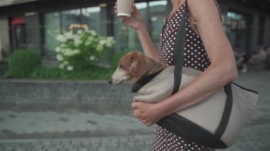 Olgun bir kadın küçük bir köpekle omuz çantasıyla yürüyor ve yazın kahve içiyor. Hayvan dostluğu, yaşlı ev sahibi yanında evcil hayvanla şehirde geziyor, kahve içiyor.