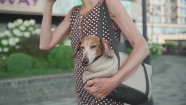 市内を歩くとコーヒーを飲む上でダックスフンド犬とペット旅行キャリアを使用してペットの所有者 町の成熟した女性の肩の上に犬のための動物の運搬パック あなたのペットと一緒に旅 — ストック動画