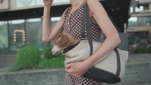 市内の夏の散歩の間に高齢者の女性の肩に袋を運ぶ彼女の所有者から面白い小さなダックスフンド犬のピーク キャリアの中で彼女の犬と一緒にコーヒーを飲む熟女 動物と人間 — ストック動画
