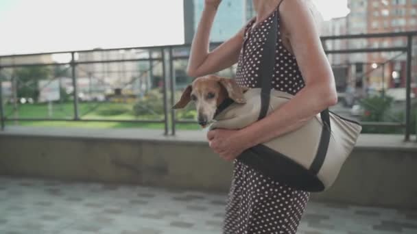 Właściciel Zwierząt Domowych Pomocą Nośnika Podróży Domowych Wewnątrz Jamnikiem Psa — Wideo stockowe