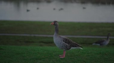 Deutschland 'deki bir göl kenarındaki yeşil çimlerde ördek familyasından gri kaz yavrusu. Almanya 'da bir göl kenarında dinlenen kazlar. Greylag Kaz. Anser anser. Münih 'teki göletin yakınındaki kuşlar. Anseriformes. 