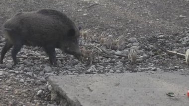 Vahşi doğadaki çocuk yavrularıyla birlikte dişi yaban domuzu. Anne ve yavru domuzlar. Sus scrofa. Sakallı domuzlar Borneo ailesi. Yaban domuzu ailesi annesi ve çizgili domuz yavrusu. Vahşi yaşam. Aktif genç domuzlar. 