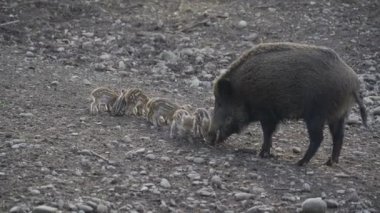 Vahşi doğadaki çocuk yavrularıyla birlikte dişi yaban domuzu. Anne ve yavru domuzlar. Sus scrofa. Sakallı domuzlar Borneo ailesi. Yaban domuzu ailesi annesi ve çizgili domuz yavrusu. Vahşi yaşam. Aktif genç domuzlar. 