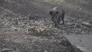 Vahşi doğadaki çocuk yavrularıyla birlikte dişi yaban domuzu. Anne ve yavru domuzlar. Sus scrofa. Sakallı domuzlar Borneo ailesi. Yaban domuzu ailesi annesi ve çizgili domuz yavrusu. Vahşi yaşam. Aktif genç domuzlar. 