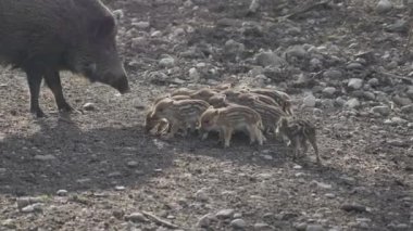 Vahşi doğadaki çocuk yavrularıyla birlikte dişi yaban domuzu. Anne ve yavru domuzlar. Sus scrofa. Sakallı domuzlar Borneo ailesi. Yaban domuzu ailesi annesi ve çizgili domuz yavrusu. Vahşi yaşam. Aktif genç domuzlar. 