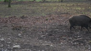 Vahşi doğadaki çocuk yavrularıyla birlikte dişi yaban domuzu. Anne ve yavru domuzlar. Sus scrofa. Sakallı domuzlar Borneo ailesi. Yaban domuzu ailesi annesi ve çizgili domuz yavrusu. Vahşi yaşam. Aktif genç domuzlar. 