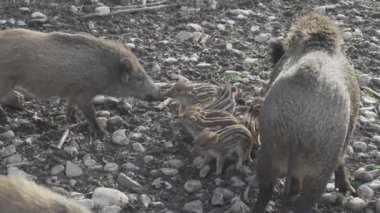 Vahşi doğadaki çocuk yavrularıyla birlikte dişi yaban domuzu. Anne ve yavru domuzlar. Sus scrofa. Sakallı domuzlar Borneo ailesi. Yaban domuzu ailesi annesi ve çizgili domuz yavrusu. Vahşi yaşam. Aktif genç domuzlar. 