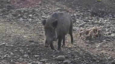 Vahşi doğadaki çocuk yavrularıyla birlikte dişi yaban domuzu. Anne ve yavru domuzlar. Sus scrofa. Sakallı domuzlar Borneo ailesi. Yaban domuzu ailesi annesi ve çizgili domuz yavrusu. Vahşi yaşam. Aktif genç domuzlar. 
