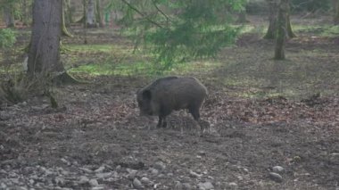 Vahşi doğadaki çocuk yavrularıyla birlikte dişi yaban domuzu. Anne ve yavru domuzlar. Sus scrofa. Sakallı domuzlar Borneo ailesi. Yaban domuzu ailesi annesi ve çizgili domuz yavrusu. Vahşi yaşam. Aktif genç domuzlar. 