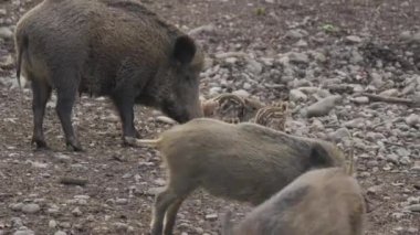 Vahşi doğadaki çocuk yavrularıyla birlikte dişi yaban domuzu. Anne ve yavru domuzlar. Sus scrofa. Sakallı domuzlar Borneo ailesi. Yaban domuzu ailesi annesi ve çizgili domuz yavrusu. Vahşi yaşam. Aktif genç domuzlar. 