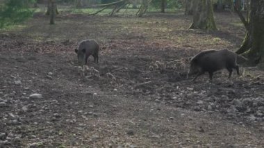 Vahşi doğadaki çocuk yavrularıyla birlikte dişi yaban domuzu. Anne ve yavru domuzlar. Sus scrofa. Sakallı domuzlar Borneo ailesi. Yaban domuzu ailesi annesi ve çizgili domuz yavrusu. Vahşi yaşam. Aktif genç domuzlar. 