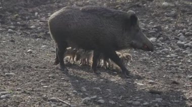 Vahşi doğadaki çocuk yavrularıyla birlikte dişi yaban domuzu. Anne ve yavru domuzlar. Sus scrofa. Sakallı domuzlar Borneo ailesi. Yaban domuzu ailesi annesi ve çizgili domuz yavrusu. Vahşi yaşam. Aktif genç domuzlar. 
