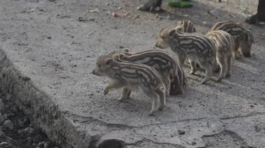 Vahşi doğadaki çocuk yavrularıyla birlikte dişi yaban domuzu. Anne ve yavru domuzlar. Sus scrofa. Sakallı domuzlar Borneo ailesi. Yaban domuzu ailesi annesi ve çizgili domuz yavrusu. Vahşi yaşam. Aktif genç domuzlar. 