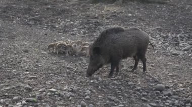 Vahşi doğadaki çocuk yavrularıyla birlikte dişi yaban domuzu. Anne ve yavru domuzlar. Sus scrofa. Sakallı domuzlar Borneo ailesi. Yaban domuzu ailesi annesi ve çizgili domuz yavrusu. Vahşi yaşam. Aktif genç domuzlar. 