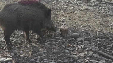 Vahşi doğadaki çocuk yavrularıyla birlikte dişi yaban domuzu. Anne ve yavru domuzlar. Sus scrofa. Sakallı domuzlar Borneo ailesi. Yaban domuzu ailesi annesi ve çizgili domuz yavrusu. Vahşi yaşam. Aktif genç domuzlar. 