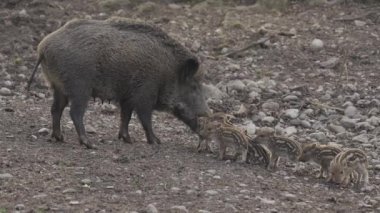 Vahşi doğadaki çocuk yavrularıyla birlikte dişi yaban domuzu. Anne ve yavru domuzlar. Sus scrofa. Sakallı domuzlar Borneo ailesi. Yaban domuzu ailesi annesi ve çizgili domuz yavrusu. Vahşi yaşam. Aktif genç domuzlar. 