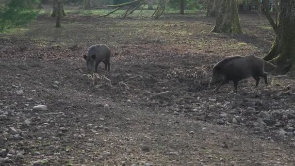 Female Wild Boar Her Brood Children Wild Mother Young Boar — Stock Video