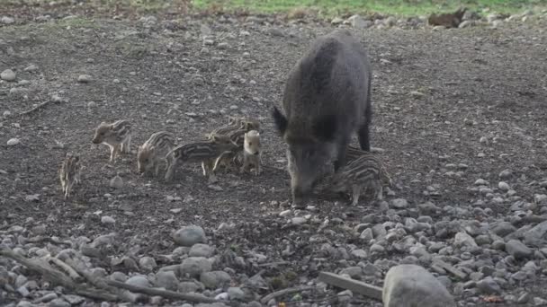 雌性野猪和它的孩子们在野外 母亲和小猪宝宝 Sus Scrofa 大胡子猪婆罗洲家庭 野猪家族的母亲和条纹小猪 野生动物 活跃的年轻野猪 — 图库视频影像