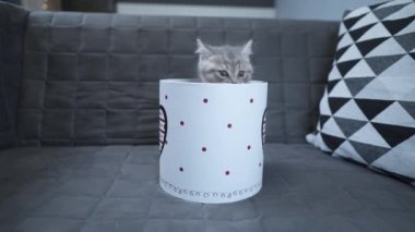Komik gri İskoç Heteroseksüel kedi yavrusu zıplama oynar ve evdeki kanepede kalbi ile hediye kutusundan dışarı bakar. Komik kedi tekir kedisi hediye paketiyle şımarır. Kitty hediye kutusundan dikizliyor. Evcil hayvan hediyesi.