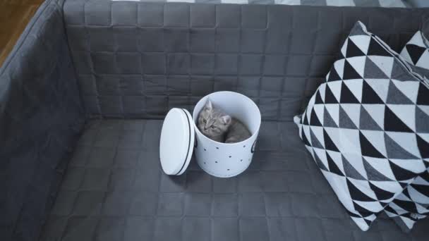 Забавный Серый Шотландский Прямой Котёнок Играет Прыжки Смотрит Подарочной Коробки — стоковое видео