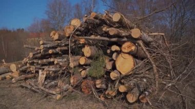 Devrilmiş ve kesilmiş ağaç gövdeleri Almanya 'daki yığının üzerinde yatıyor. Kesilen ağaçlar istiflenir. Odun yığını. Yırtık ağaç gövdeleri, odun yığınları. Kütükler. Kereste kesme. Hijyenik orman temizliği. 