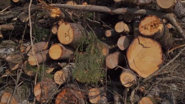 Devrilmiş Kesilmiş Ağaç Gövdeleri Almanya Daki Yığının Üzerinde Yatıyor Kesilen — Stok video