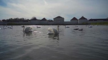 Nymphenburg Sarayı yakınlarındaki gölette kuğular. Münih, Bavyera, Almanya. Beyaz kuğular gölün arka planında Schloss Nymphenburg 'da yüzerler. Su kuşu ördekleri, su birikintisinde kuğu. 