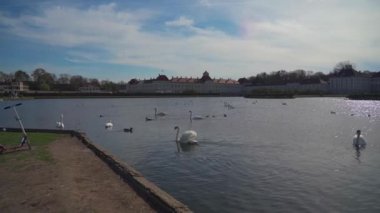 Nymphenburg Sarayı yakınlarındaki gölette kuğular. Münih, Bavyera, Almanya. Beyaz kuğular gölün arka planında Schloss Nymphenburg 'da yüzerler. Su kuşu ördekleri, su birikintisinde kuğu. 