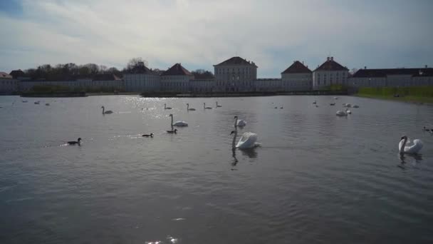 尼彭堡宫附近池塘里的天鹅德国 巴伐利亚 慕尼黑白天鹅在湖中游动 背景是施罗德 尼彭堡 Schloss Nymphenburg 水鸟鸭 天鹅在池塘里 — 图库视频影像