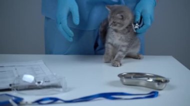Hayvan doktoru klinikteki masada yaramaz gri kedi yavrusunu muayene etmeye çalışıyor. Erkek veteriner ve evcil hayvan hastanesinde hareketli bir kedi. Veteriner evcil hayvan bakım merkezindeki komik kediyi kontrol etmeye çalışıyor.. 