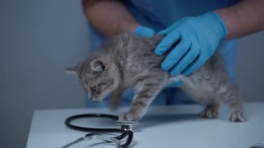 Hayvan doktoru klinikteki masada yaramaz gri kedi yavrusunu muayene etmeye çalışıyor. Erkek veteriner ve evcil hayvan hastanesinde hareketli bir kedi. Veteriner evcil hayvan bakım merkezindeki komik kediyi kontrol etmeye çalışıyor.. 
