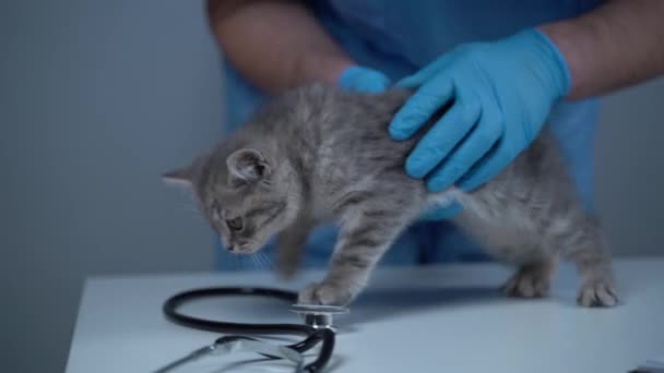 兽医在诊所的桌子上给顽皮的灰猫做检查 在宠物医院做检查的男兽医和快乐的小猫咪 兽医会试着在宠物护理中心检查有趣的小猫咪 — 图库视频影像