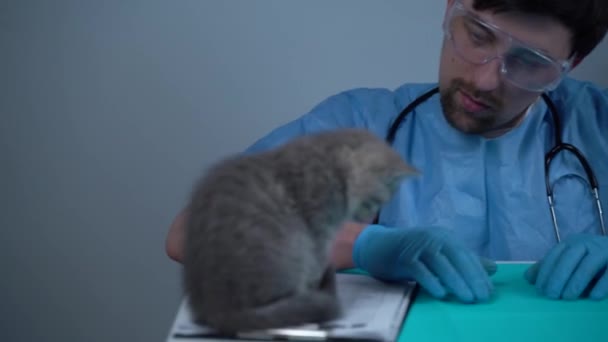 Lucu Abu Abu Skotlandia Kucing Lurus Pemeriksaan Dokter Hewan Klinik — Stok Video