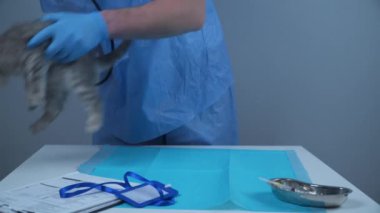 Veterinerlik ve hayvanlara sağlık hizmeti kavramı. Komik gri İskoç heteroseksüeller veteriner hayvan kliniğini ziyaret ediyor. Doktor, hastanedeki masadaki neşeli, oynak yavru kediyi incelemeye çalışıyor.