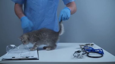 Veterinerlik ve hayvanlara sağlık hizmeti kavramı. Komik gri İskoç heteroseksüeller veteriner hayvan kliniğini ziyaret ediyor. Doktor, hastanedeki masadaki neşeli, oynak yavru kediyi incelemeye çalışıyor.