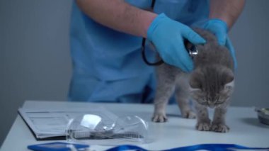 Hayvan kliniğinde veteriner muayenesinde komik gri İskoç heteroseksüel kedi yavrusu. Hayvan hastanesindeki küçük yaramaz kedi. Erkek veteriner, klinikte evcil hayvanı muayene etmeye çalışıyor. Veteriner ilacı.. 