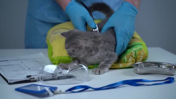 Konsep Pengobatan Hewan Dan Perawatan Kesehatan Untuk Hewan Lucu Kucing — Stok Video