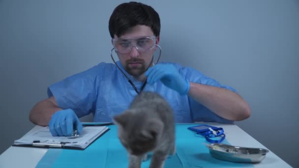 兽医在诊所的桌子上给顽皮的灰猫做检查 在宠物医院做检查的男兽医和快乐的小猫咪 兽医会试着在宠物护理中心检查有趣的小猫咪 — 图库视频影像