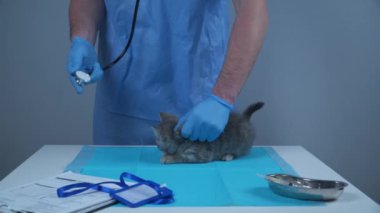 Veterinerlik ve hayvanlara sağlık hizmeti kavramı. Komik gri İskoç heteroseksüeller veteriner hayvan kliniğini ziyaret ediyor. Doktor, hastanedeki masadaki neşeli, oynak yavru kediyi incelemeye çalışıyor.