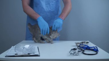 Hayvan kliniğinde veteriner muayenesinde komik gri İskoç heteroseksüel kedi yavrusu. Hayvan hastanesindeki küçük yaramaz kedi. Erkek veteriner, klinikte evcil hayvanı muayene etmeye çalışıyor. Veteriner ilacı.. 