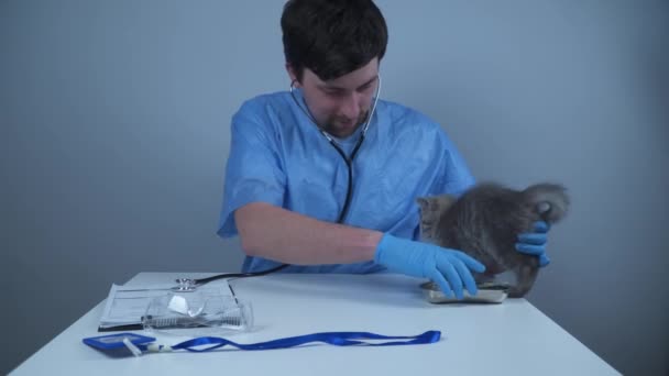 Konsep Pengobatan Hewan Dan Perawatan Kesehatan Untuk Hewan Lucu Kucing — Stok Video