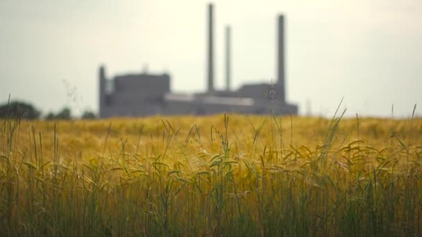 自然と製造の組み合わせ 植物からの大気中の汚染 工場煙突の背景には フォアグラウンドで小麦畑 発電所 空気品質の問題 — ストック動画