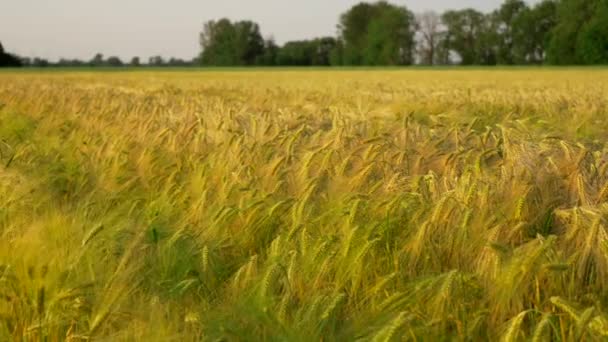 春田里新鲜的青小麦穗 农业领域 德国的农业生产和耕作 欧洲落日下的麦田 未成熟的青小麦 — 图库视频影像