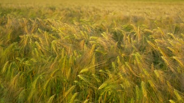 Friss Fülek Fiatal Zöld Búzából Tavaszi Mezőn Mezőgazdasági Jelenet Mezőgazdasági — Stock videók