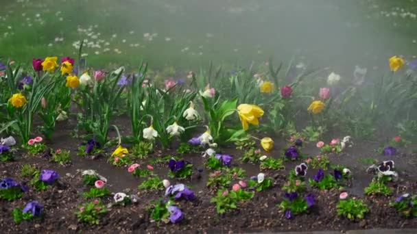 シティサービス車両 ドイツの晴れた春の天気で都市の花束に水をかける花 市内のローンケアサービス ミュンヘンの都市フラワーベッド灌漑整備会社 ウォータープラント — ストック動画