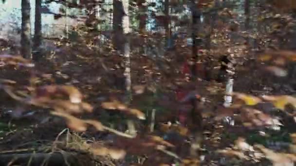 Άνθρωπος Που Περπατά Ένα Φθινόπωρο Δάσος Κρύο Ηλιόλουστο Καιρό Σακίδιο — Αρχείο Βίντεο