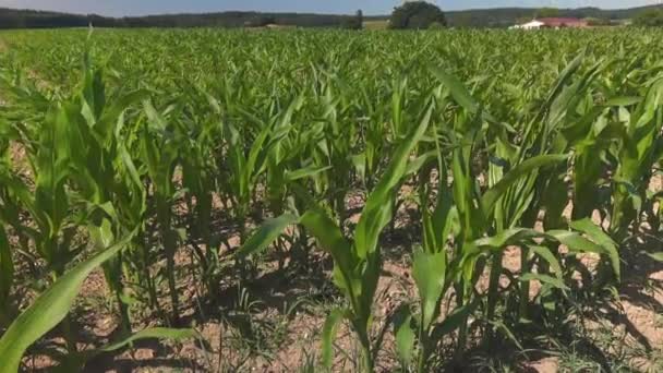 Fiatal Zöld Kukoricanövények Németországi Bajorország Területén Zöld Fiatal Kukorica Bayern — Stock videók